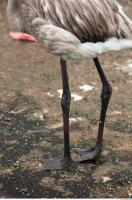 Leg texture of gray flamingo 0005
